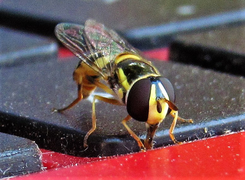 Hover fly cleans up the keyboard