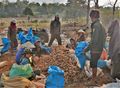 Harvesting manioc