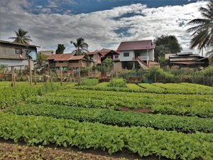 Amidst the city of Pakse there are several well tended allotments.
