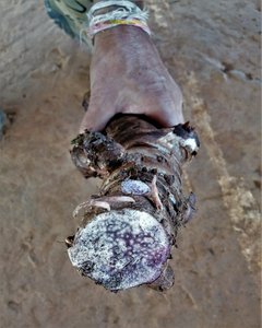 Purple manioc