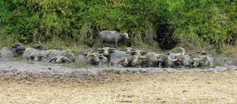 Buffalo find a cool spot on Somphone's farm 