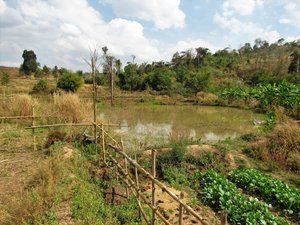 Fish pond at Somphone's farm.