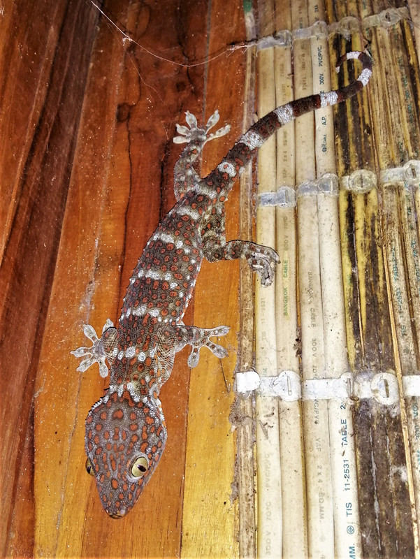 Big gecko