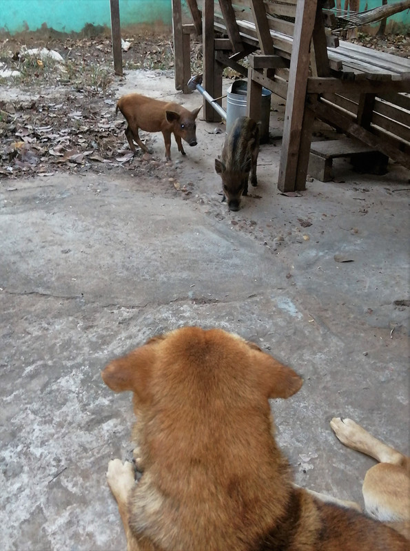 Diago watches some infiltrating wild pigs