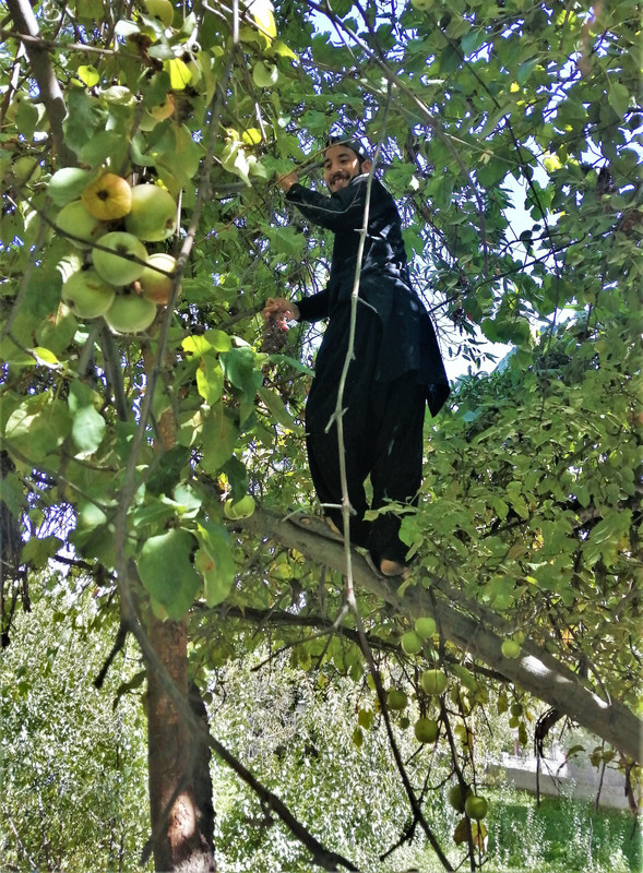 Israr picks grapes
