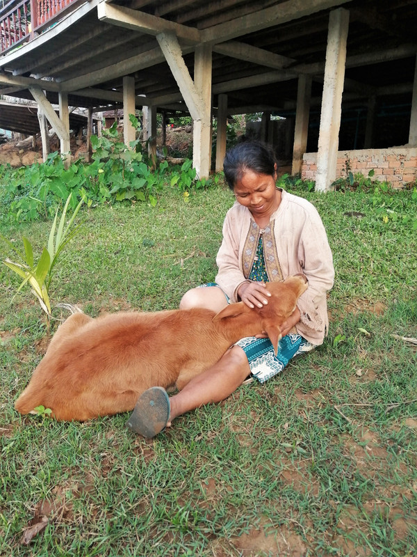 A pampered calf