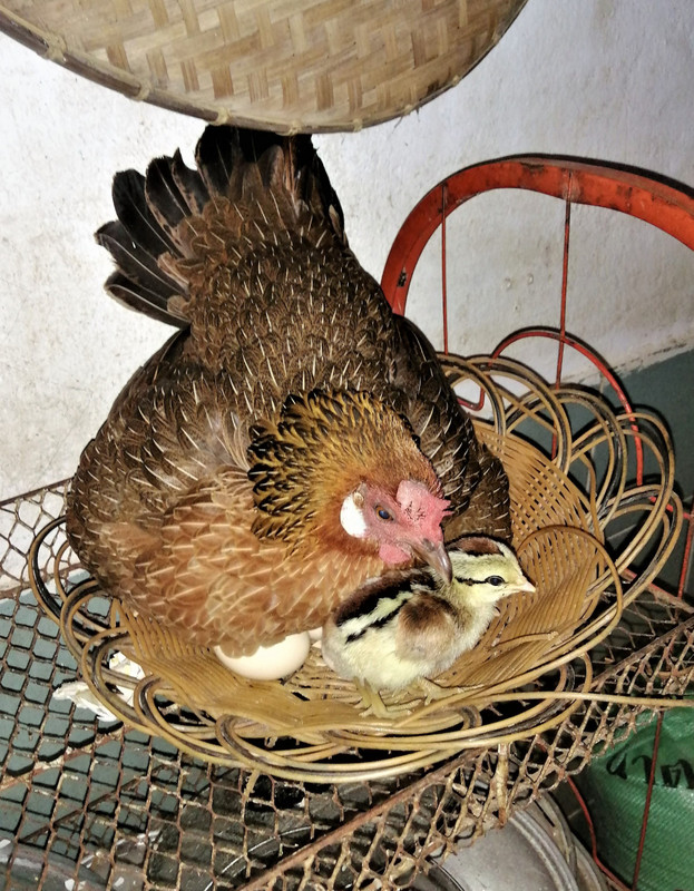 Hen hatching chicks in Sipasert's kitchen