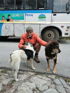 Healthy Uttarakhand dogs