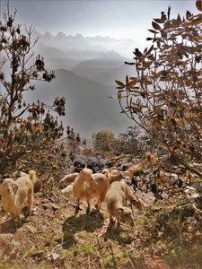 Goats on the way up Kaliya Top