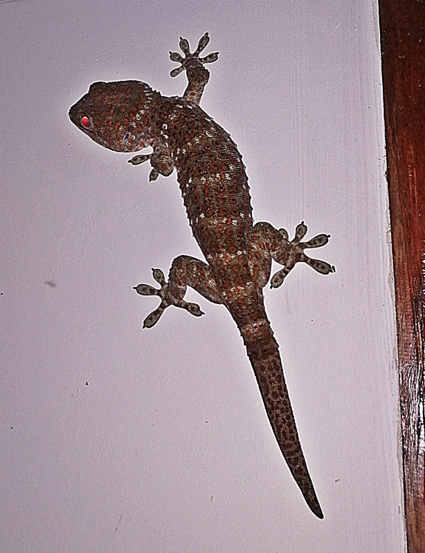 One of our two giant geckos.