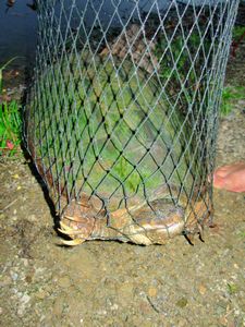 Unwanted catch: 20lb of vicious snapping turtle
