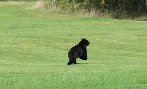 Black bear at roadside