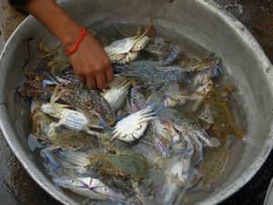 Blue soft-shelled crabs, Kep
