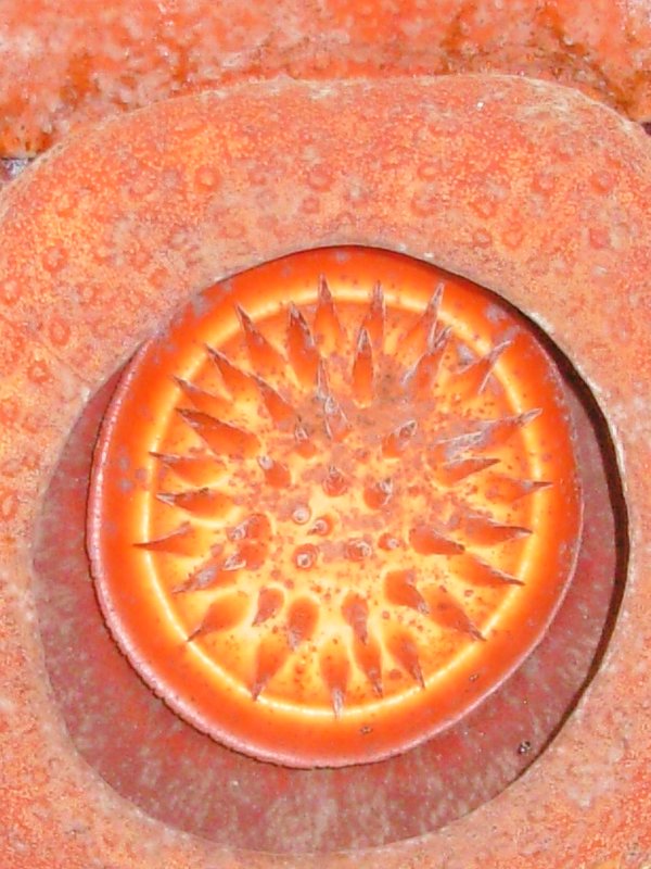 Rafflesia core