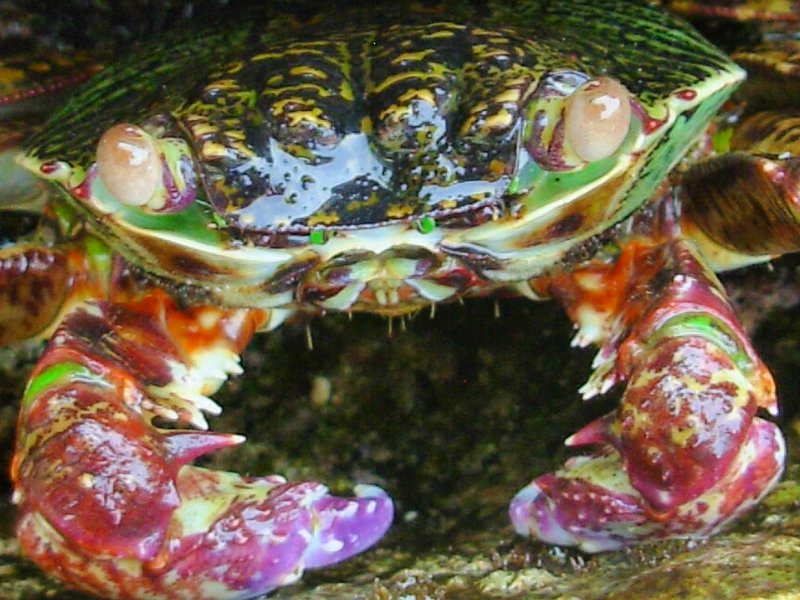 Shy crab, Pulau Weh