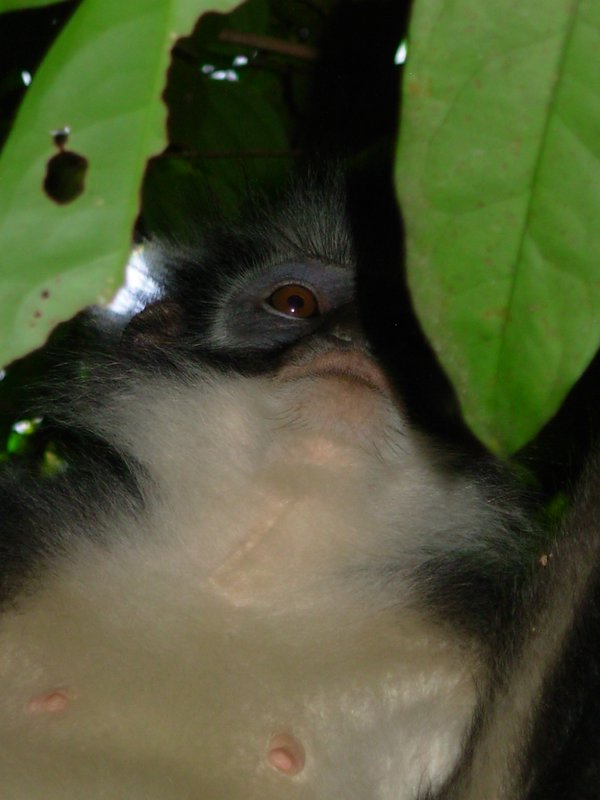 Thomas leaf monkey, Bukit Lawang