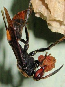 Inch n a half paper wasp, Danau Maninjau