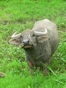 Water buffalo, Danau Maninjau