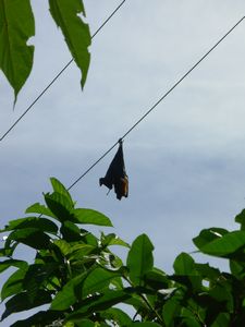 Bizarre roost, fruit bat Pulau Weh