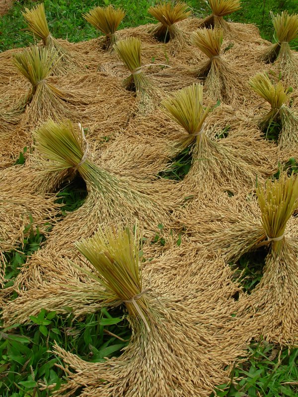 Rice drying, Tana Toraja region, Sulawesi