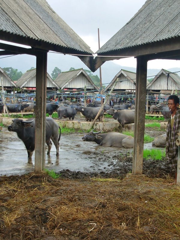 Rantepau buffalo market