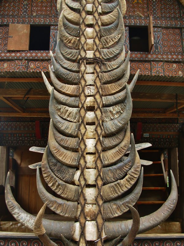 Buffalo horns, Tongkonan house, Sulawesi