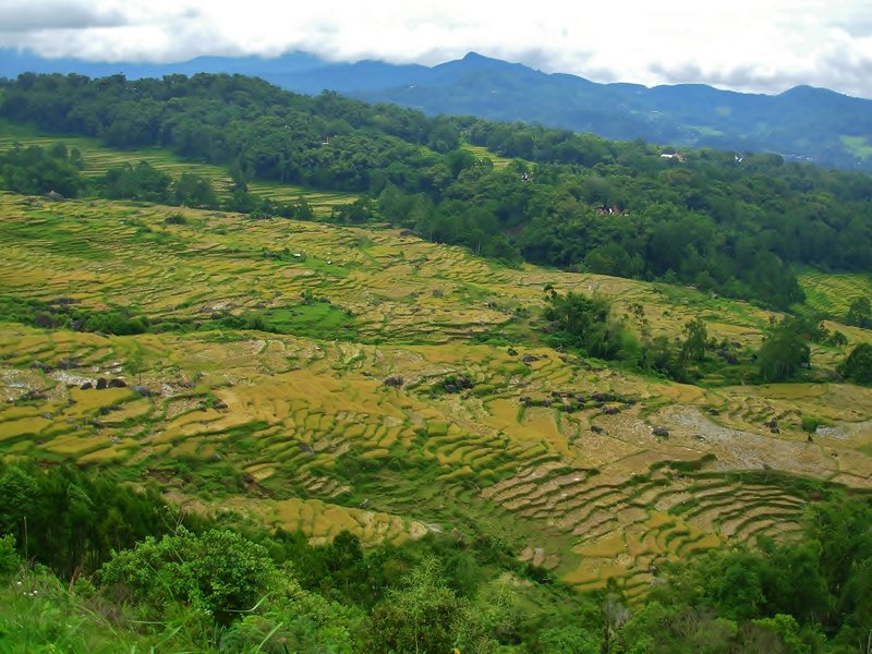 Rice terraces, Sulawesi
