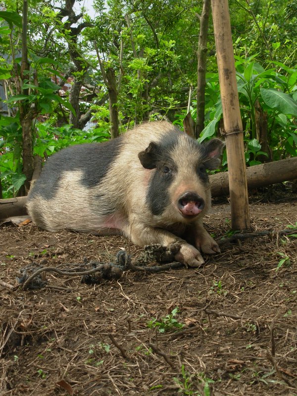 Pig near Moni, Flores