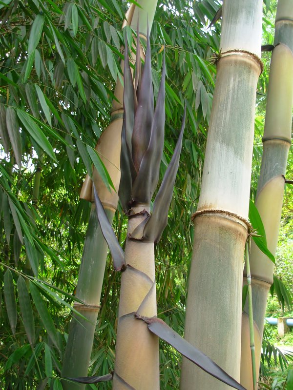 Bamboo, Sulawesi