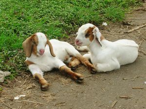Goats near Moni, Flores