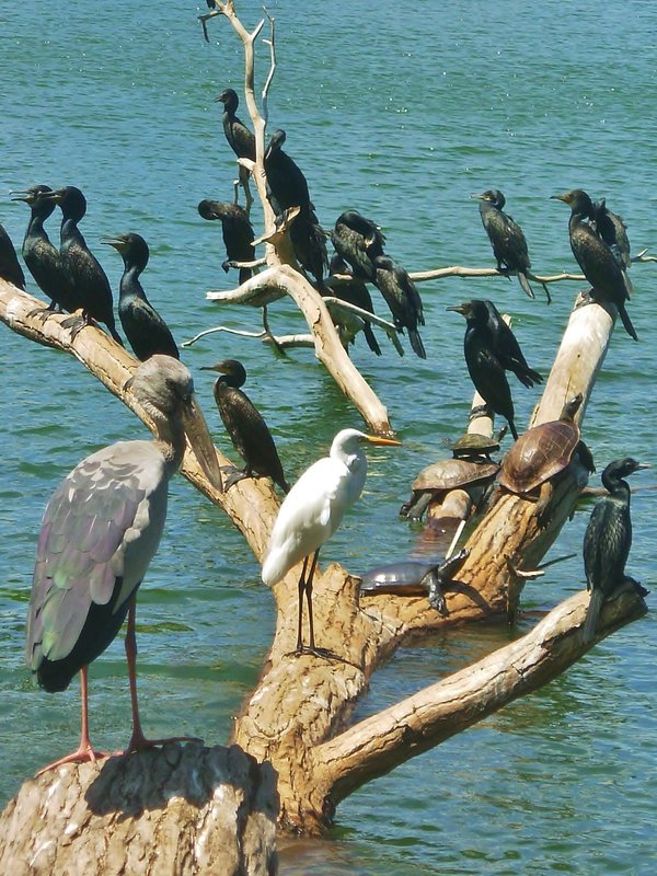 Birds and turtles,  Kandy lake