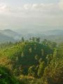 Haputale tea plantation