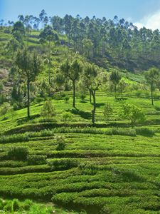 Dambatenne tea plantation - enroute to Lipton