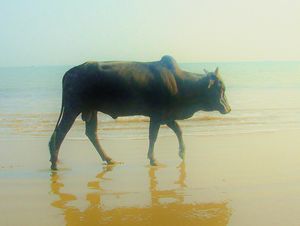 99 Cow walking on Om beach
