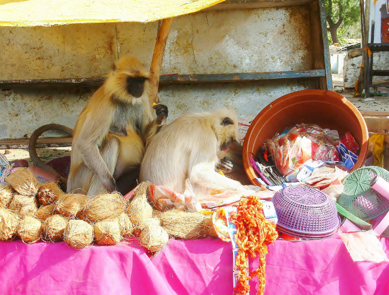 Cheeky monkeys, Omkareshwar