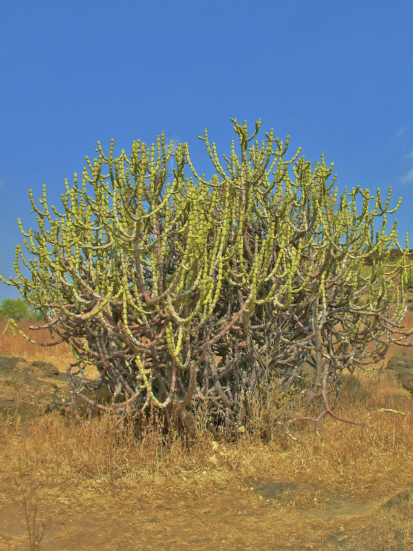 Cactus at Ellora caves