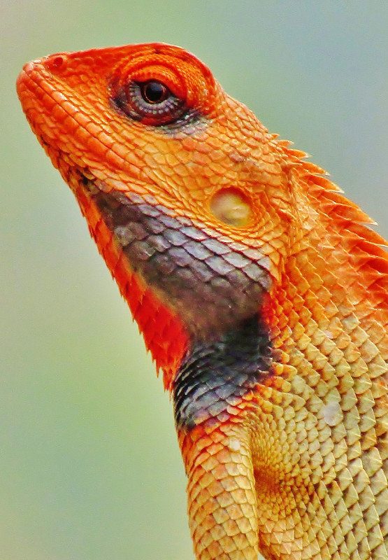 Lizard on Pokhara hillside (1)