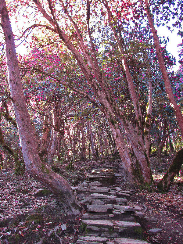 Path on Annapurna trail