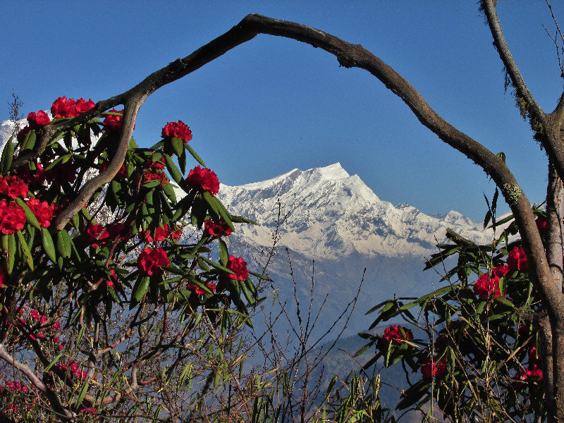 Rhododendron frame outside of Ghandruk