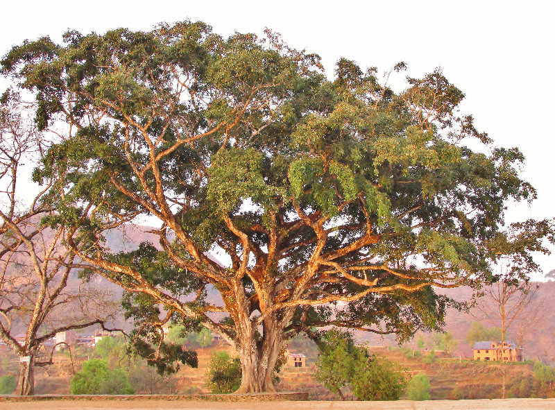 Fig tree at dawn, Bandipur