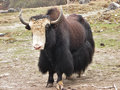 The yak that chased Avi