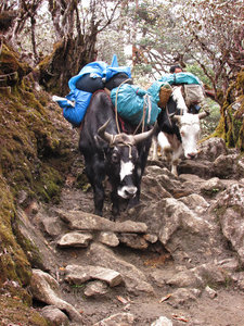 Zho - yak and cattle crosses