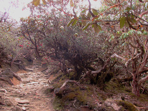 36 Path through Rhododendron forrest