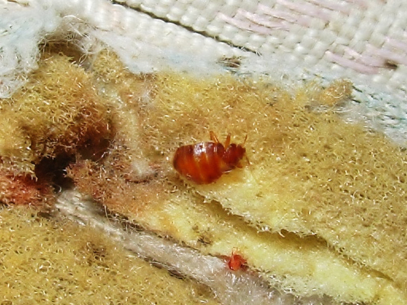 The backpacker's nemesis - the bed bug, Bali
