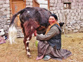 Mum does the milking, Rumbak homestay