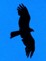 Bird of prey, McLeod Ganj