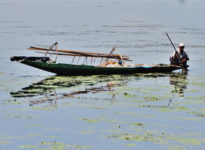 Dal Lake fisherman