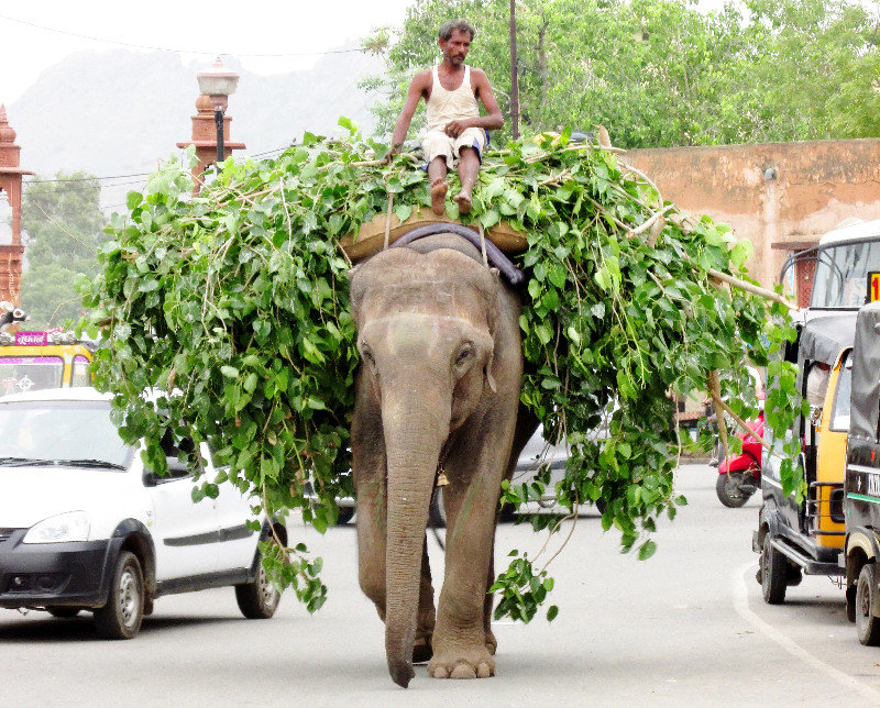 Working elephant, Ajmer, Rajesthan