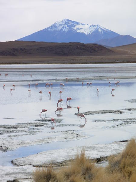 Lake with flamingoes