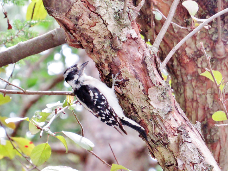 Female downy woodpecker in the garden